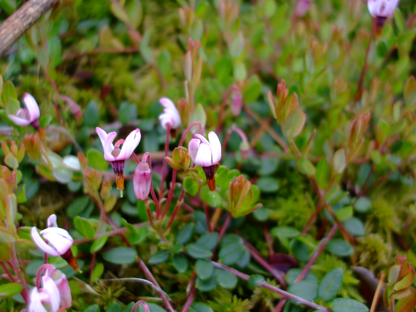 Vaccinium oxycoccos
